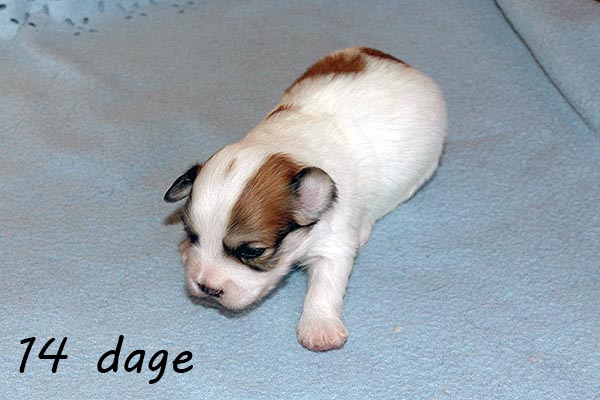 Darwin bichon havanese hvalp hundehvalp bichon havanais hvalpe hundehvalpe