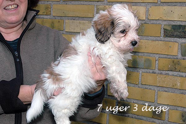 Darwin bichon havanese hvalp hundehvalp bichon havanais hvalpe hundehvalpe