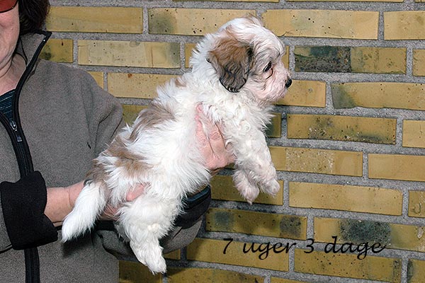 Darwin bichon havanese hvalp hundehvalp bichon havanais hvalpe hundehvalpe