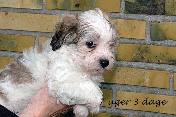 Darwin bichon havanese hvalp hundehvalp bichon havanais hvalpe hundehvalpe