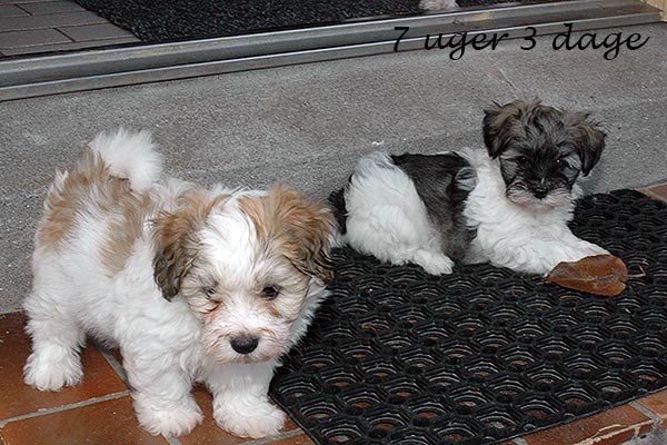 Darwin bichon havanese hvalp hundehvalp bichon havanais hvalpe hundehvalpe