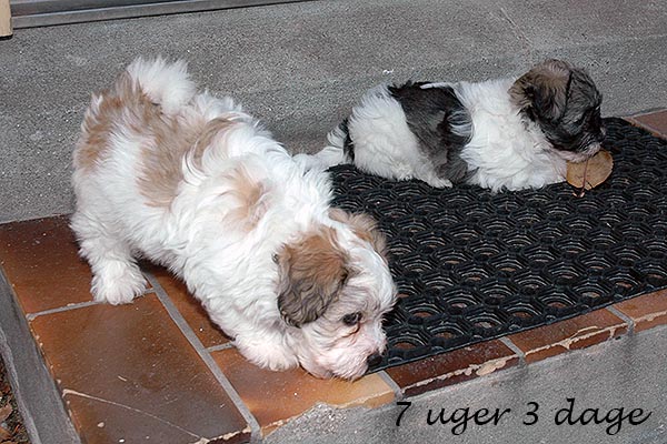 Darwin bichon havanese hvalp hundehvalp bichon havanais hvalpe hundehvalpe