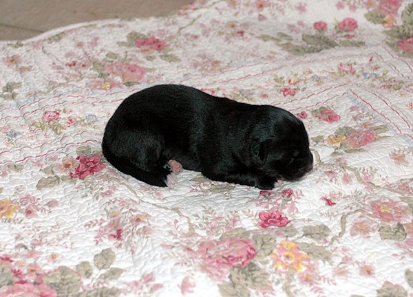 Dawn Aussie hvalp hundehvalp Australian Shepherd hvalpe hundehvalpe