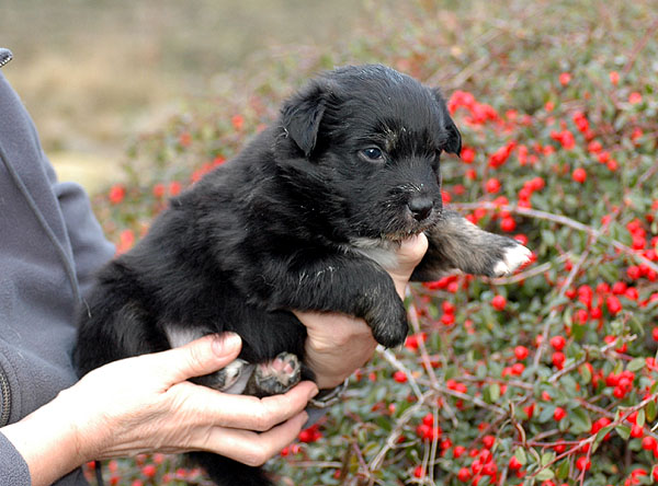 Dawn Aussie hvalp hundehvalp Australian Shepherd hvalpe hundehvalpe