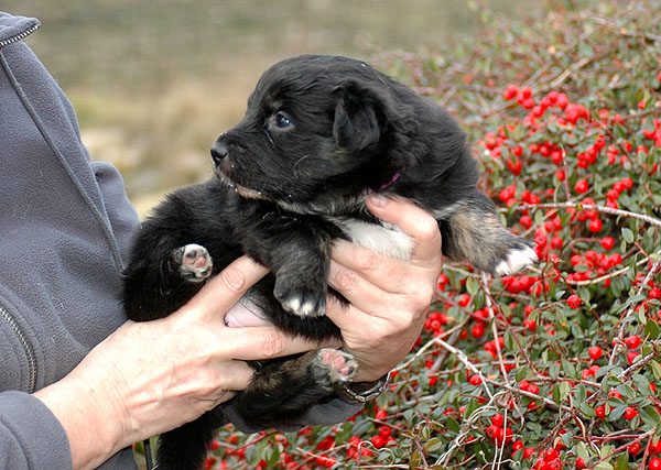 Dawn Aussie hvalp hundehvalp Australian Shepherd hvalpe hundehvalpe