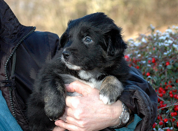 Dawn Aussie hvalp hundehvalp Australian Shepherd hvalpe hundehvalpe