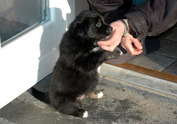 Dawn Aussie hvalp hundehvalp Australian Shepherd hvalpe hundehvalpe
