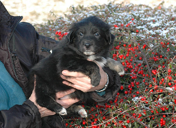 Dawn Aussie hvalp hundehvalp Australian Shepherd hvalpe hundehvalpe