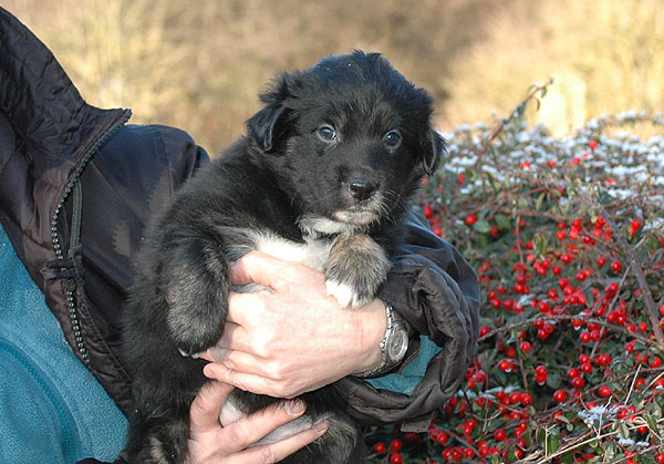 Dawn Aussie hvalp hundehvalp Australian Shepherd hvalpe hundehvalpe