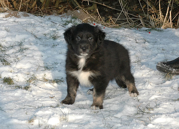 Dawn Aussie hvalp hundehvalp Australian Shepherd hvalpe hundehvalpe