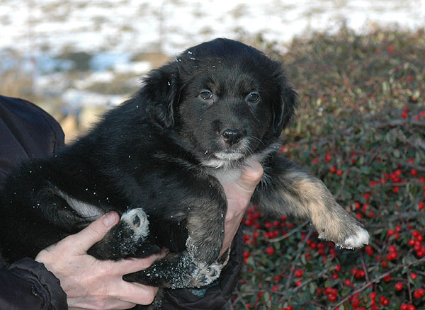 Dawn Aussie hvalp hundehvalp Australian Shepherd hvalpe hundehvalpe