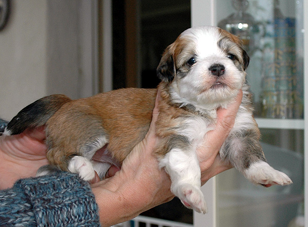 Dea bichon havanese hvalp hundehvalp bichon havanais hvalpe hundehvalpe