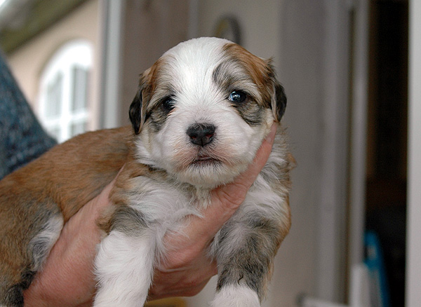 Dea bichon havanese hvalp hundehvalp bichon havanais hvalpe hundehvalpe