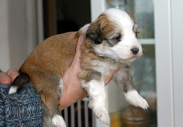 Dea bichon havanese hvalp hundehvalp bichon havanais hvalpe hundehvalpe