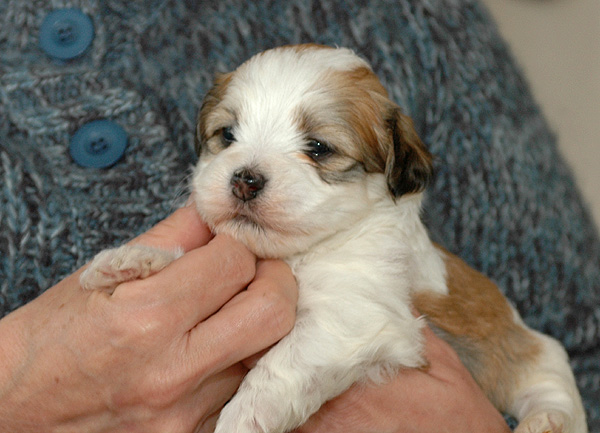 Dean bichon havanese hvalp hundehvalp bichon havanais hvalpe hundehvalpe