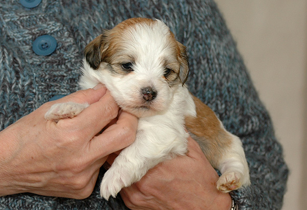 Dean bichon havanese hvalp hundehvalp bichon havanais hvalpe hundehvalpe