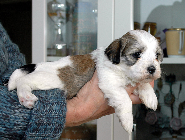 Debby bichon havanese hvalp hundehvalp bichon havanais hvalpe hundehvalpe