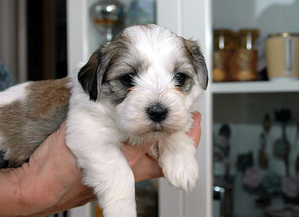 Debby bichon havanese hvalp hundehvalp bichon havanais hvalpe hundehvalpe