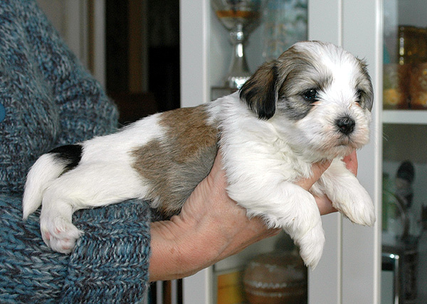 Debby bichon havanese hvalp hundehvalp bichon havanais hvalpe hundehvalpe