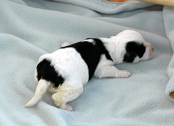 Demi bichon havanese hvalp hundehvalp bichon havanais hvalpe hundehvalpe