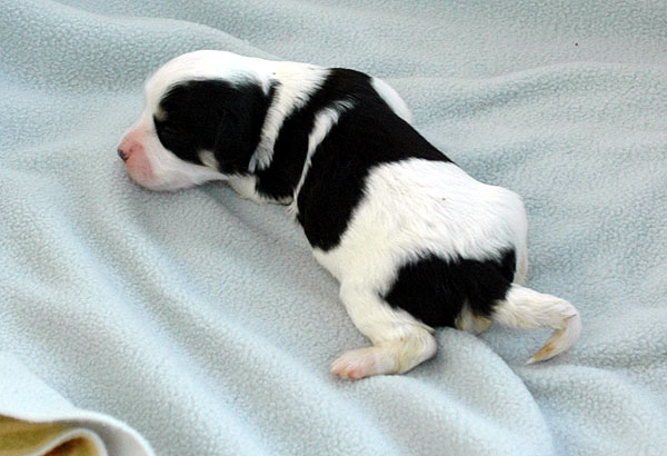 Demi bichon havanese hvalp hundehvalp bichon havanais hvalpe hundehvalpe