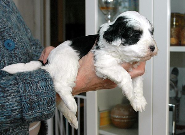 Demi bichon havanese hvalp hundehvalp bichon havanais hvalpe hundehvalpe