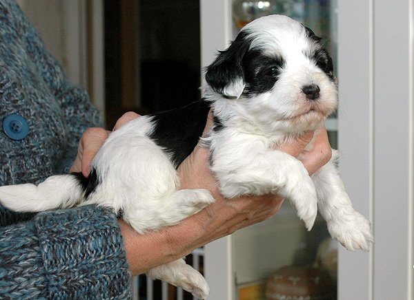Demi bichon havanese hvalp hundehvalp bichon havanais hvalpe hundehvalpe