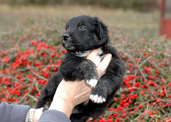 Denja Aussie hvalp hundehvalp Australian Shepherd hvalpe hundehvalpe