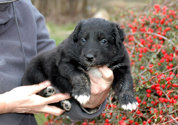 Denja Aussie hvalp hundehvalp Australian Shepherd hvalpe hundehvalpe