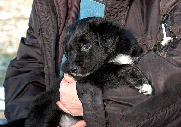 Denja Aussie hvalp hundehvalp Australian Shepherd hvalpe hundehvalpe