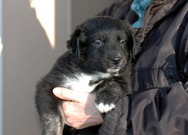 Denja Aussie hvalp hundehvalp Australian Shepherd hvalpe hundehvalpe