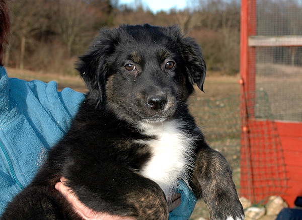Denja Aussie hvalp hundehvalp Australian Shepherd hvalpe hundehvalpe