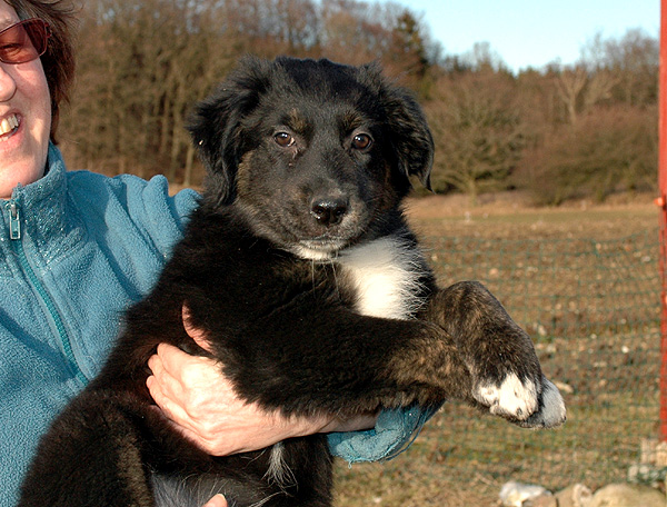 Denja Aussie hvalp hundehvalp Australian Shepherd hvalpe hundehvalpe