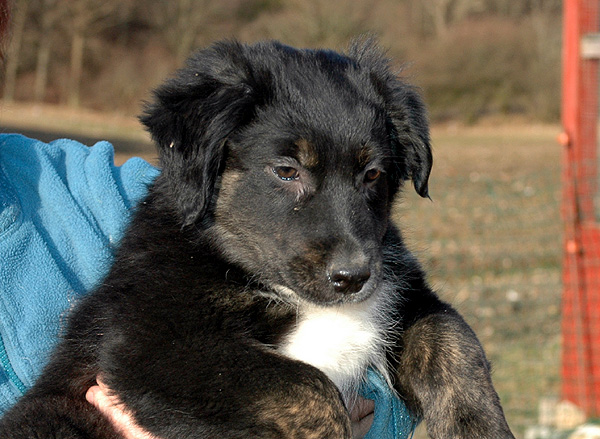 Denja Aussie hvalp hundehvalp Australian Shepherd hvalpe hundehvalpe