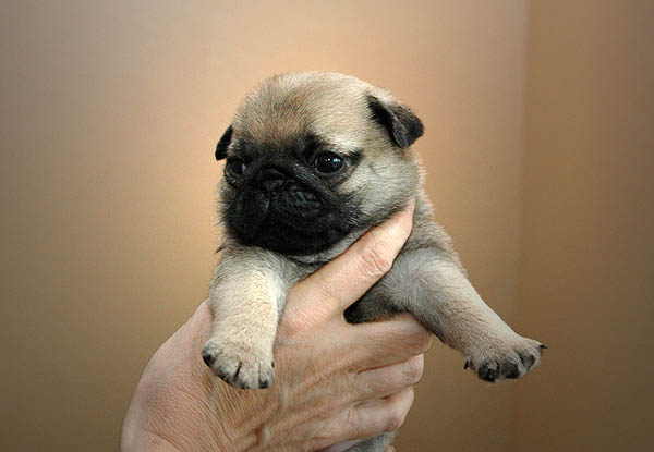 Diabco Mops hvalp hundehvalp Mopser hvalpe hundehvalpe