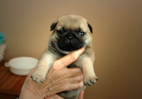 Diabco Mops hvalp hundehvalp Mopser hvalpe hundehvalpe