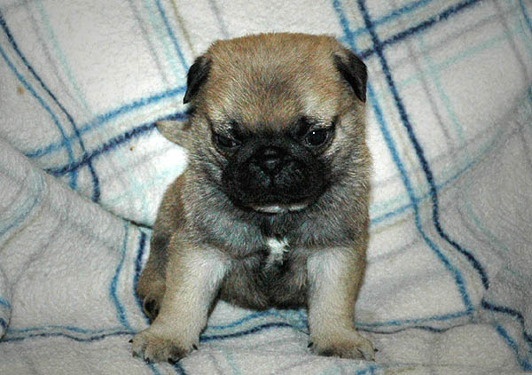 Diabco Mops hvalp hundehvalp Mopser hvalpe hundehvalpe