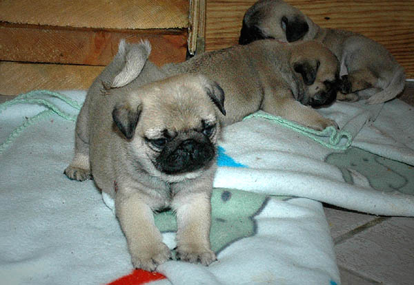 Diabco Mops hvalp hundehvalp Mopser hvalpe hundehvalpe