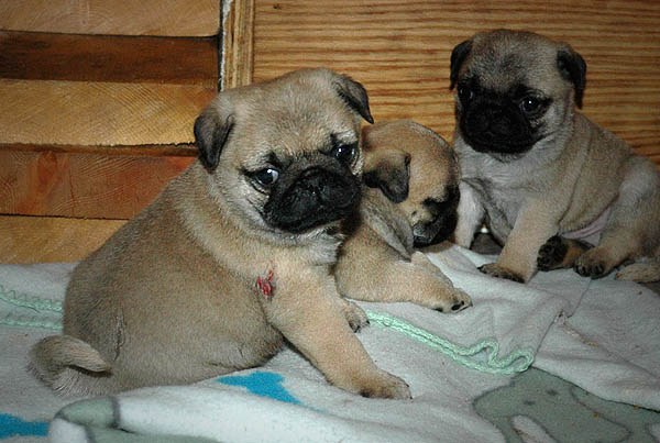 Diabco Mops hvalp hundehvalp Mopser hvalpe hundehvalpe