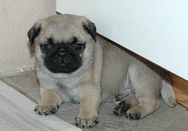Diabco Mops hvalp hundehvalp Mopser hvalpe hundehvalpe