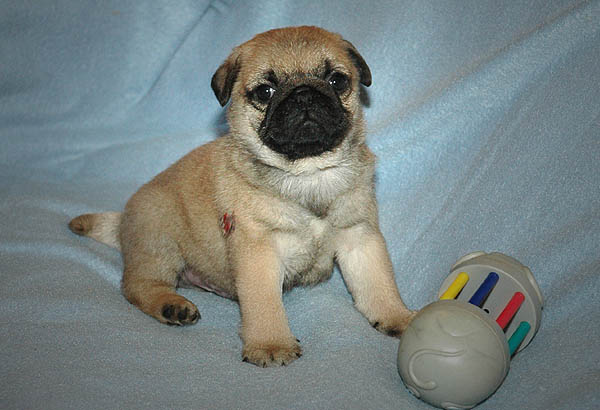 Diabco Mops hvalp hundehvalp Mopser hvalpe hundehvalpe