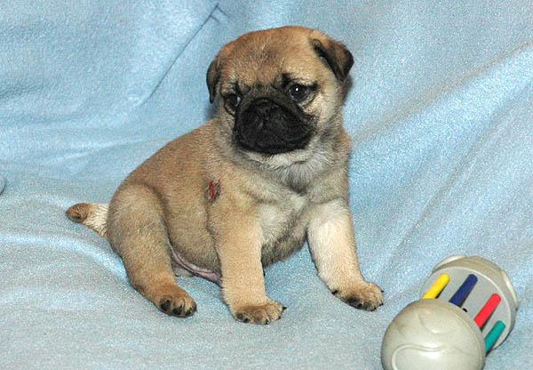 Diabco Mops hvalp hundehvalp Mopser hvalpe hundehvalpe