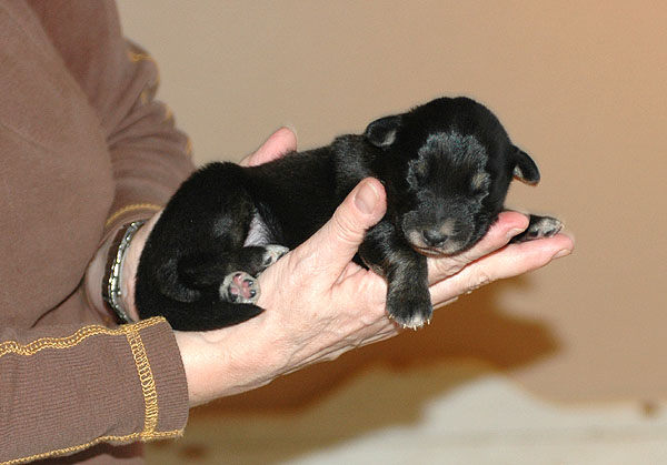 Dicte Aussie hvalp hundehvalp Australian Shepherd hvalpe hundehvalpe