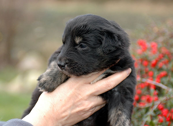 Dicte Aussie hvalp hundehvalp Australian Shepherd hvalpe hundehvalpe