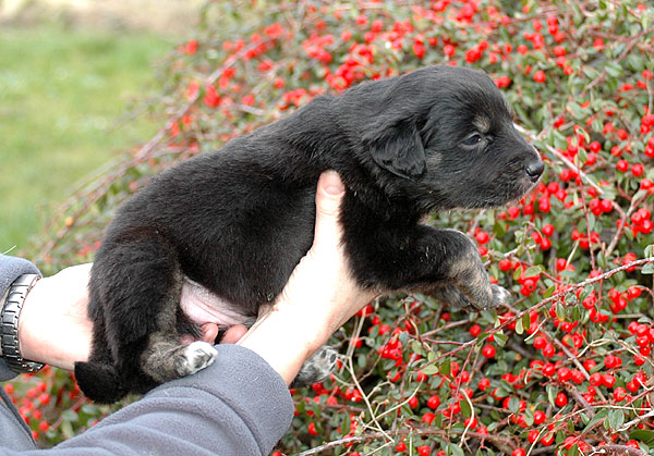 Dicte Aussie hvalp hundehvalp Australian Shepherd hvalpe hundehvalpe
