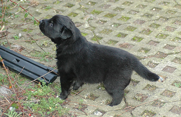 Dicte Aussie hvalp hundehvalp Australian Shepherd hvalpe hundehvalpe