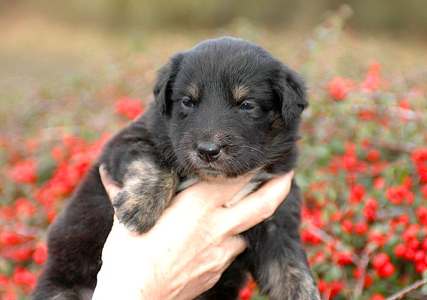 Dicte Aussie hvalp hundehvalp Australian Shepherd hvalpe hundehvalpe