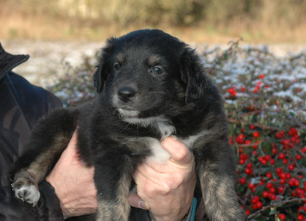 Dicte Aussie hvalp hundehvalp Australian Shepherd hvalpe hundehvalpe