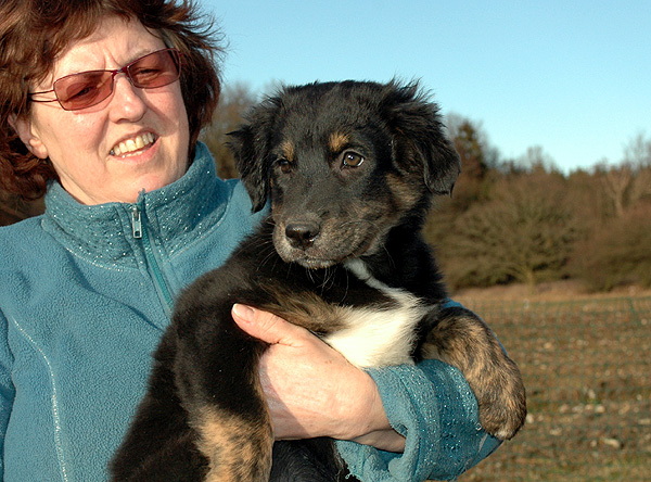 Dicte Aussie hvalp hundehvalp Australian Shepherd hvalpe hundehvalpe