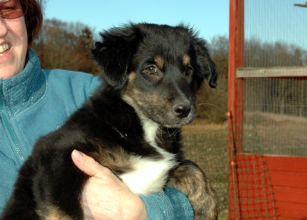Dicte Aussie hvalp hundehvalp Australian Shepherd hvalpe hundehvalpe